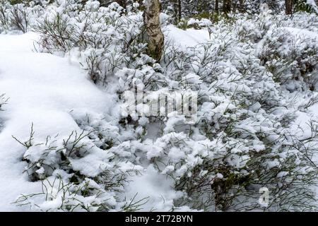 hiver, buissons de bleuets sous la neige, temps froid, temps enneigé et gelé, tronc de bouleau dans les buissons de bleuets Banque D'Images