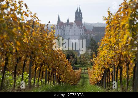 13 novembre 2023, Saxe, Meißen : vue sur un vignoble du château d'Albrechtsburg et la cathédrale. Photo : Sebastian Kahnert/dpa Banque D'Images