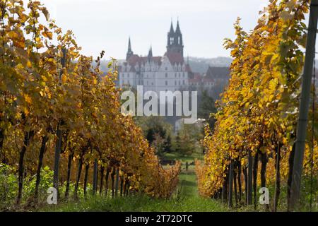 13 novembre 2023, Saxe, Meißen : vue sur un vignoble du château d'Albrechtsburg et la cathédrale. Photo : Sebastian Kahnert/dpa Banque D'Images