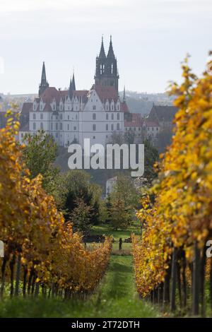 13 novembre 2023, Saxe, Meißen : vue sur un vignoble du château d'Albrechtsburg et la cathédrale. Photo : Sebastian Kahnert/dpa Banque D'Images