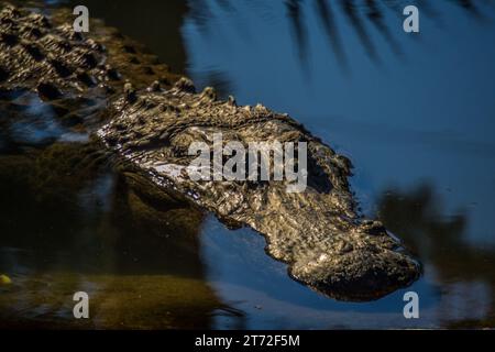 Alligator flottant dans le marais Banque D'Images