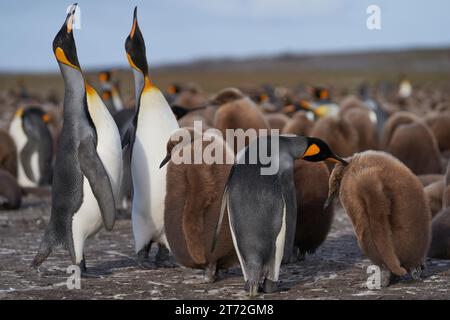 Manchots royaux adultes (Aptenodytes patagonicus) debout parmi un grand groupe de poussins presque complètement adultes à Volunteer point dans les îles Falkland. Banque D'Images