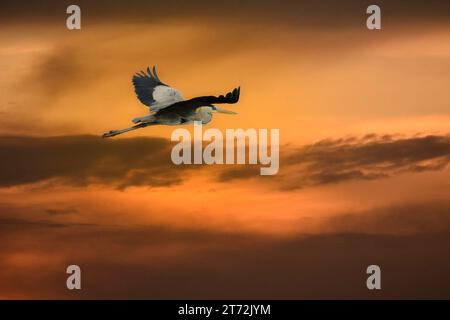 Un héron gris volant dans le ciel du soir dans la partie ouest de Singapour. Banque D'Images