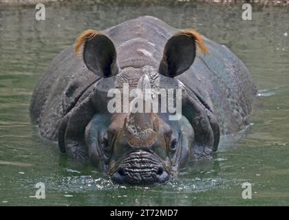 Rhinocéros, plus d'un Rhino corné dans l'étang soufflant des bulles Banque D'Images