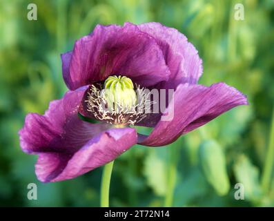 Détail de la fleur de pavot à opium, en latin papaver somniferum, le pavot à fleurs de couleur violet foncé est cultivé en République tchèque pour l'industrie alimentaire Banque D'Images