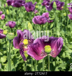 Détail de la fleur de pavot à opium, en latin papaver somniferum, le pavot à fleurs de couleur violet foncé est cultivé en République tchèque pour l'industrie alimentaire Banque D'Images