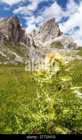 CIMA Ambrizzola une prairie avec Spiniest Thistle, Alpes Dolomites montagnes, Italie, Europe Banque D'Images