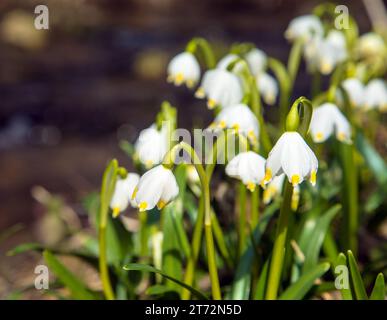 fleurs de flocon de neige printanières en latin leucojum vernum Banque D'Images