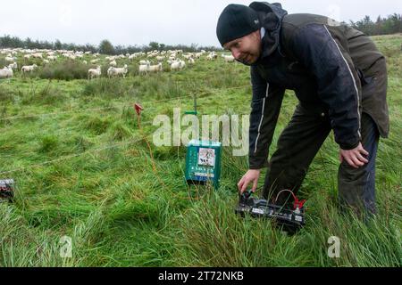 Shepherd mob broutant des pâturages rudes avec des moutons déplaçant les clôtures électriques autour du paddock par une journée d'automne humide. Cumbria, Royaume-Uni. Banque D'Images