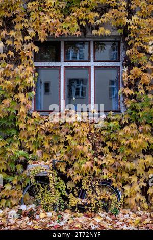 Von herbstlich gefärbten Ranken überwuchertes Fahrrad an einer begrünten Hausfassade in der Gudvanger Straße in Berlin-Prenzlauer Berg./vélo envahi de vignes automnales sur une façade verte dans Gudvanger Strasse à Berlin-Prenzlauer Berg. Herbst à Berlin *** vélo envahi de vignes colorées d'automne sur une façade verte dans Gudvanger Strasse à Berlin Prenzlauer Berg vélo envahi de vignes colorées d'automne sur une façade verte dans Gudvanger Strasse à Berlin Prenzlauer Berg Herbst à Berlin 1052SnP20231112.JPG crédit : Imago/Alamy Live News Banque D'Images