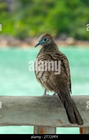Colombe zébrée (Geopelia striata), ou colombe de sol barrée, portrait rapproché d'oiseau aux Seychelles Banque D'Images