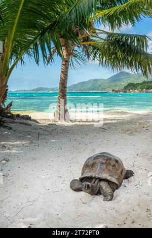 Tortue géante sur la plage de l'île curieuse, Seychelles Banque D'Images