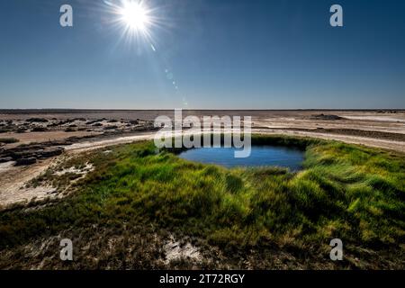 Blanche Cup, qui fait partie de Mound Springs, une source artésienne naturelle située au milieu du désert d'Australie méridionale. Banque D'Images