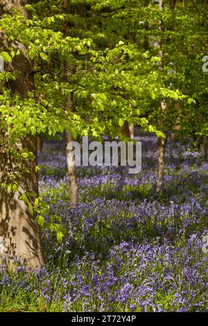 Bois Bluebell et hêtres au printemps Banque D'Images