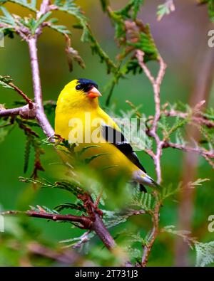 Goldfinch mâle gros plan vue de face perché sur une branche de cèdre avec un fond de forêt floue dans son environnement et son habitat. American Goldfinch. Banque D'Images