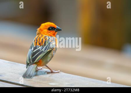 Poudy rouge (Foudia madagascariensis), portrait rapproché d'oiseau orange, également appelé poudy de Madagascar, poudy cardinal rouge ou poudy commun Banque D'Images