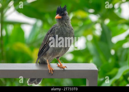 Le bulbul des Seychelles (Hypsipetes crassirostris) est également appelé bulbul noir ou bulbul à bec épais, espèce d'oiseau endémique aux Seychelles Banque D'Images