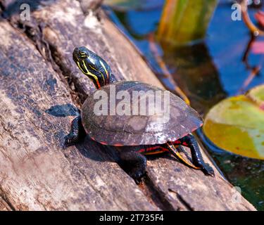 Tortue peinte reposant sur une bûche de mousse dans l'étang avec de la mousse de nappe d'eau de lys et affichant sa carapace de tortue, sa tête, ses pattes dans son environnement et son habitat. Banque D'Images