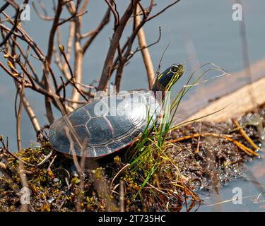 Vue de côté de tortue peinte en gros plan reposant sur une bûche de mousse dans l'étang avec la végétation des marais et affichant sa carapace de tortue, tête, pattes. Banque D'Images