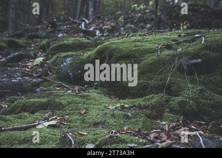 Un cadre forestier luxuriant avec un sol mousseline luxuriant et vert Banque D'Images