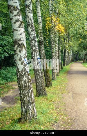 Allée bordée de bouleau dans un parc à Moscou, Russie dans les premiers fallleaves Banque D'Images