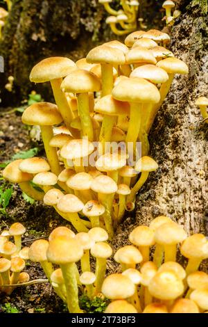 Vue rapprochée d'un groupe de champignons à la base d'un tronc d'arbre Banque D'Images