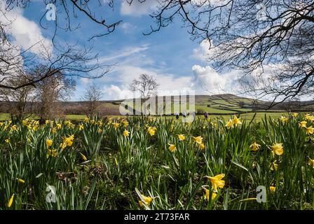Promeneurs appréciant les jonquilles sauvages Narcissus pseudonarcissus, Lenten Lily, sur la célèbre promenade des jonquilles, Farndale, North Yorkshire, avril Banque D'Images