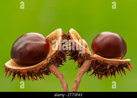 Châtaignes de cheval Aesculus hippocastanum, deux conkers sur leurs coquilles ouvertes sur fond vert Banque D'Images