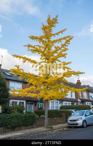 Ginkgo biloba arbre dans la rue de banlieue affichant la couleur jaune vif de l'automne avant la chute des feuilles. Angleterre, Royaume-Uni Banque D'Images