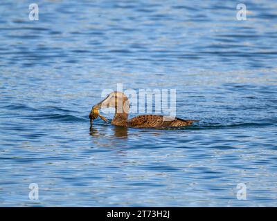 Canard Eider femelle commun attrapant des crustacés, Campbeltown, Écosse 2023 Banque D'Images