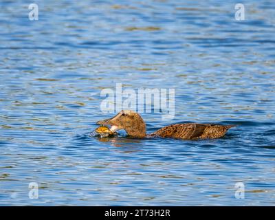 Canard Eider femelle commun attrapant des crustacés, Campbeltown, Écosse 2023 Banque D'Images