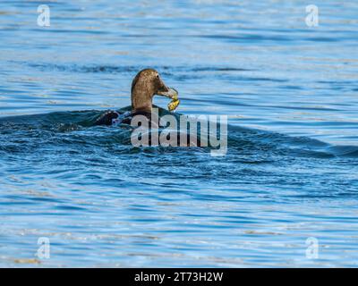 Canard Eider femelle commun attrapant des crustacés, Campbeltown, Écosse 2023 Banque D'Images