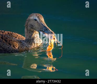 Canard Eider femelle commun attrapant des crustacés, Campbeltown, Écosse 2023 Banque D'Images