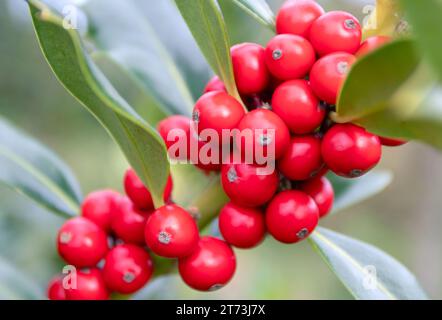 Branche de houx de Noël avec des baies rouges sur le fond flou. Ilex aquifolium ou acebo plante. Banque D'Images