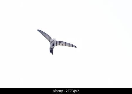 Il est à Pallid Swift (Apus pallidus) Winterton Norfolk le 2023 novembre Banque D'Images