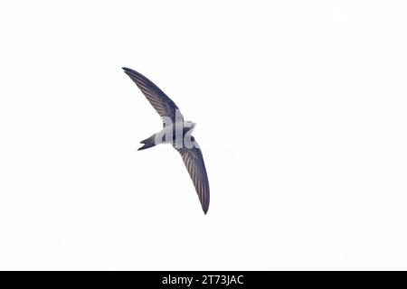 Il est à Pallid Swift (Apus pallidus) Winterton Norfolk le 2023 novembre Banque D'Images