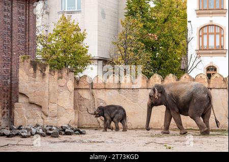 11.11.2023 Leipzig : Die Elefantenkuh Rani mit dem Jungtier Savani laufen im Freigehege am Elefantentempel Ganesha Mandir des Leipziger Zoo umher. *** 11 11 2023 la vache éléphante de Leipzig Rani et son petit Savani marchent autour de l'enceinte en plein air au temple d'éléphant Ganesha Mandir au zoo de Leipzig crédit : Imago/Alamy Live News Banque D'Images