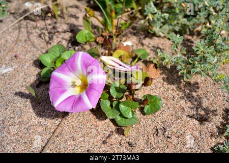 L'herbe à poux (Calystegia soldanella ou Convolvulus soldanella) est une vigne vivace originaire des côtes sablonneuses d'Europe, d'Asie et de l'ouest des États-Unis.Cette photo Banque D'Images