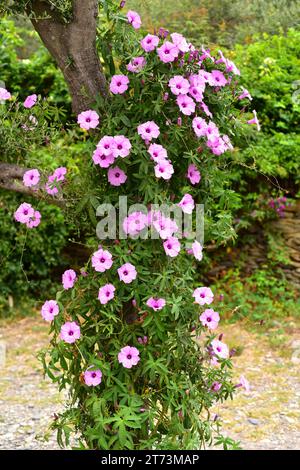 Le Caire Morning Glory (Ipomoea cairica) est une vigne ornementale originaire d'Afrique. Banque D'Images