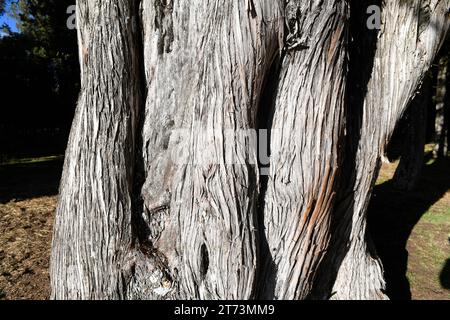 Le genièvre espagnol (Juniperus thurifera) est un arbre à feuilles persistantes originaire des montagnes de la Méditerranée occidentale, spécialement en Espagne.Détail écorce.Cette photo était Banque D'Images