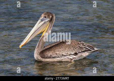 Pélican brun (Pelecanus occidentalis), baignade dans l'eau, île d'Aruba. Banque D'Images