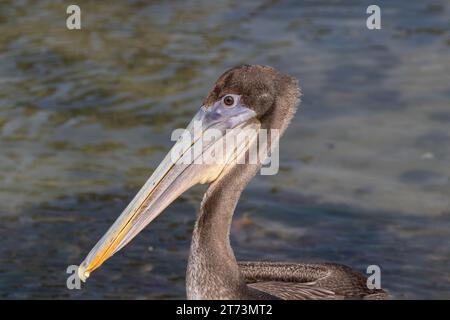 Gros plan de la tête, pélican brun (Pelecanus occidentalis). Eau en arrière-plan. Sur l'île d'Aruba. Banque D'Images