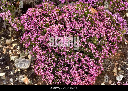 La lande espagnole (Erica australis) est un arbuste endémique à l'ouest de la péninsule ibérique et au nord du Maroc.Cette photo a été prise dans le nord de Leon, Castilla Banque D'Images