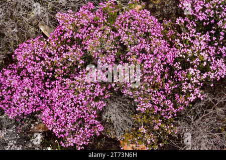 La lande espagnole (Erica australis) est un arbuste endémique à l'ouest de la péninsule ibérique et au nord du Maroc.Cette photo a été prise dans le nord de Leon, Castilla Banque D'Images