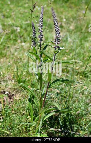 Le gant de bœuf à petites fleurs (Digitalis parviflora) est une plante biennale ou pérenne toxique endémique du centre et du nord de l'Espagne. Cette photo a été prise en ca Banque D'Images