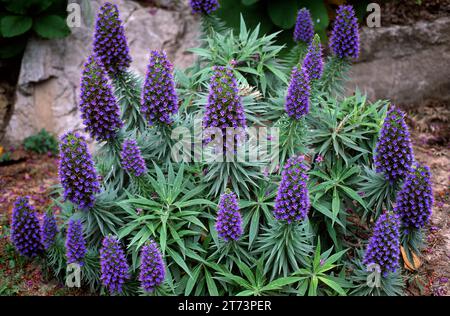 La fierté de Madère (Echium fastuosum ou Echium candicans) est un arbuste endémique à Madère, au Portugal. Banque D'Images