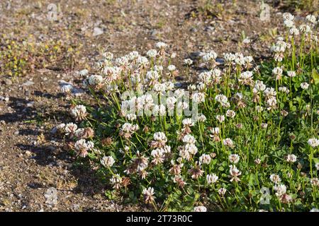 Weiss-Klee Weissklee, Weiß-, Klee, Weißklee Kriech-Klee Kriechklee,,, Klee, Trifolium repens, le trèfle ladino, le trèfle blanc, trèfle, le ladino, le trè Banque D'Images