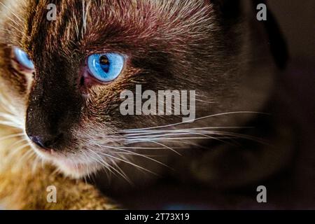 Photo macro détaillée mettant l'accent sur les yeux bleus brillants et les moustaches d'une belle race de chat siamois Seal point. Banque D'Images