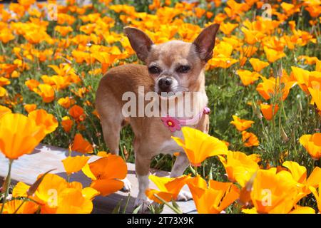 Chihuahua debout sur un banc au milieu d'un champ de coquelicots. Banque D'Images