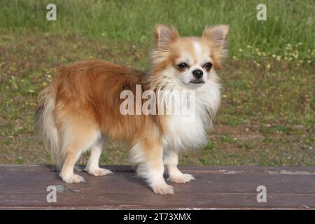 Chihuahua à poil long debout sur un banc dans le parc. Banque D'Images